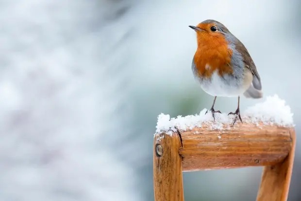 Photo from: discoverwildlife.com