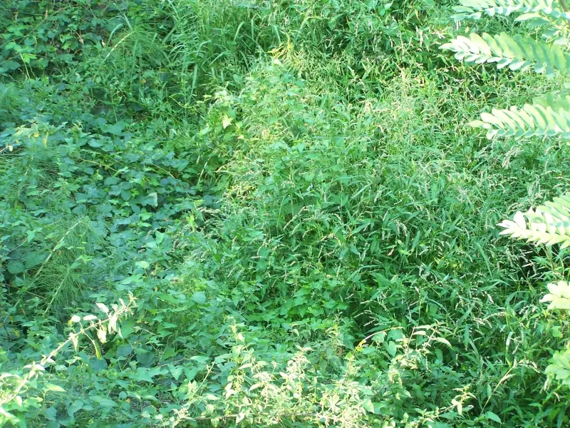 4e0583a395590ace07de5f9e4969d8f2d2c5733aaaa7f52c9d5f6bdfadd71b59.jpeg