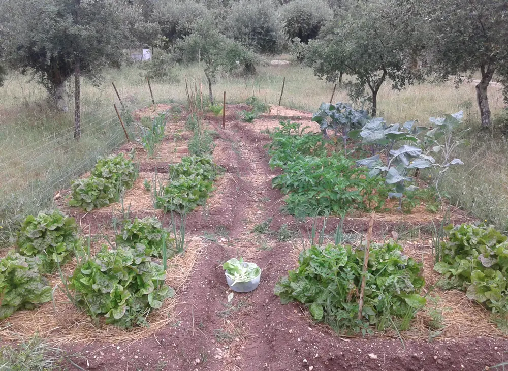 my first garden