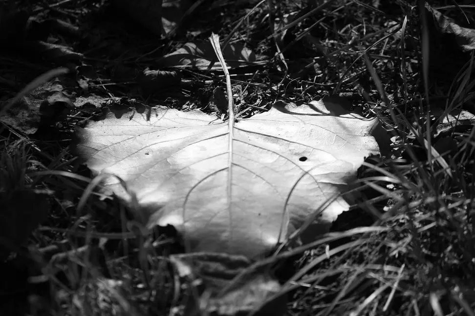 leaf