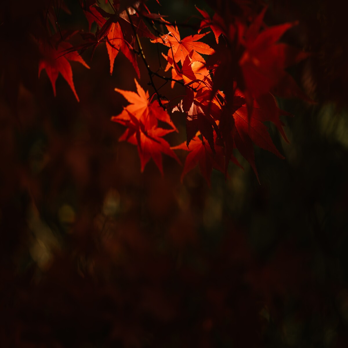 Annie Spratt - unsplash.com
