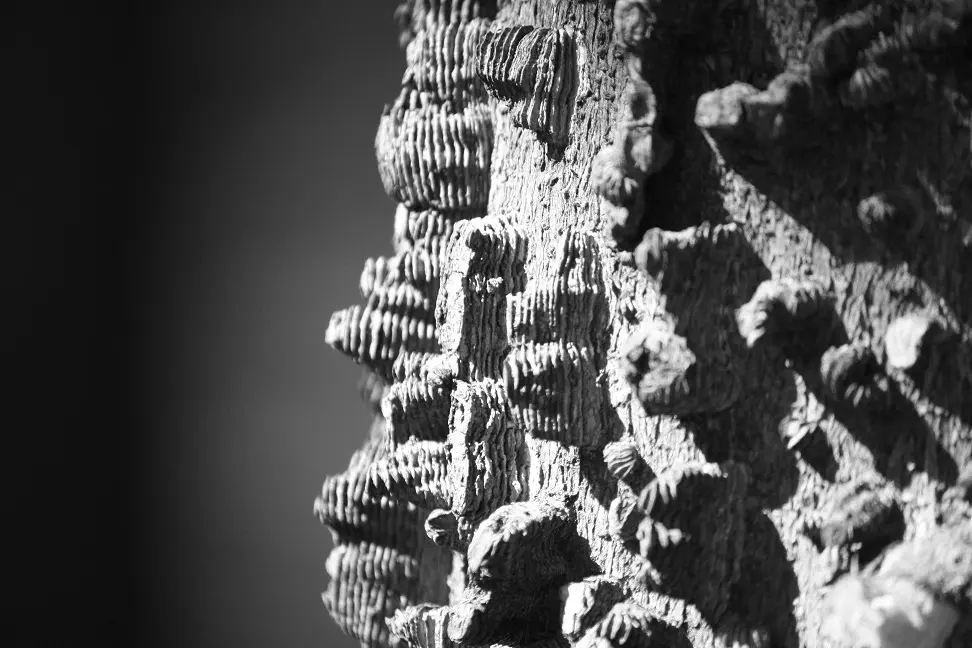 tree bark