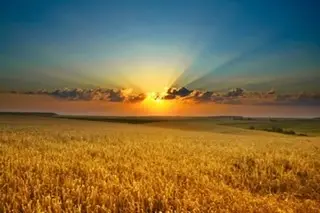 Brilliant yellow sunrise over a golden wheat field.