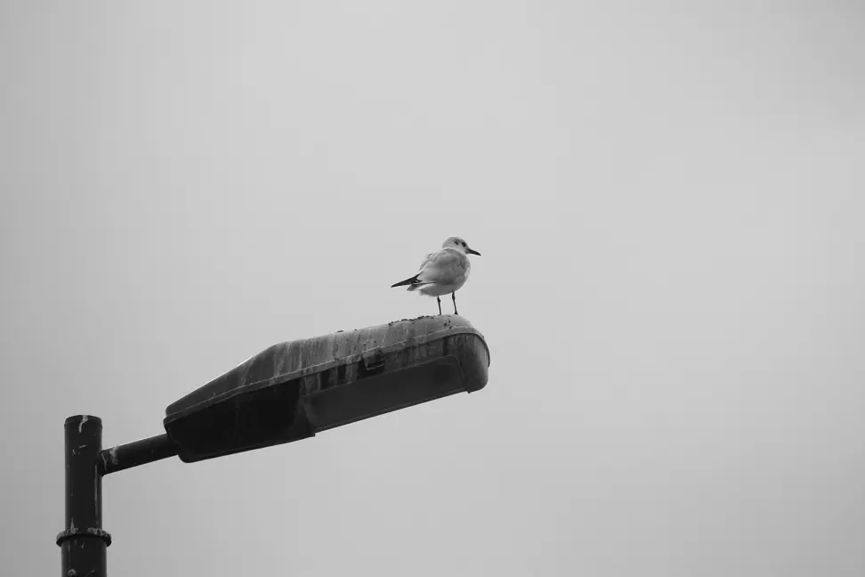 gull on the street light