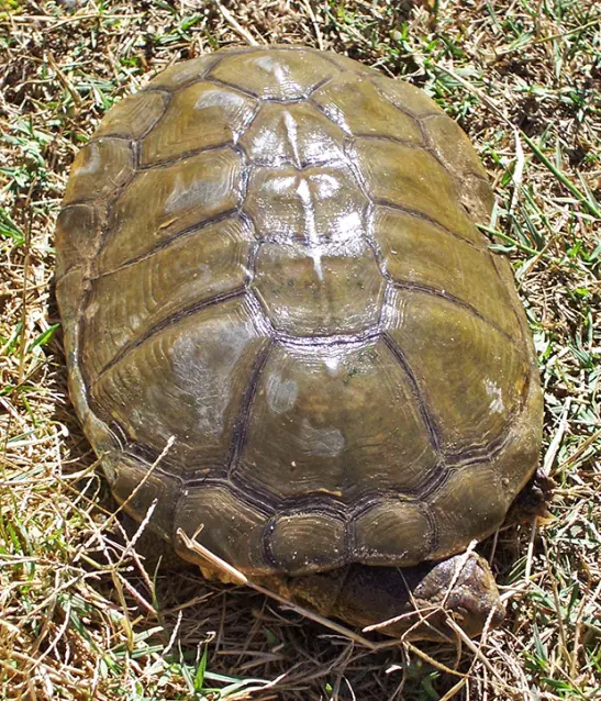 Marsh Terrapin