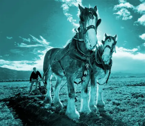 carthorses ploughing a field