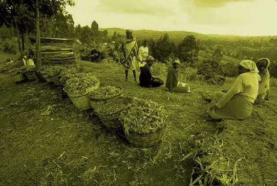 farming community in africa