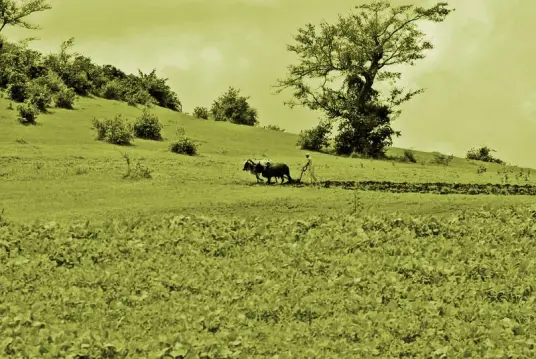 a man ploughs a field with oxen
