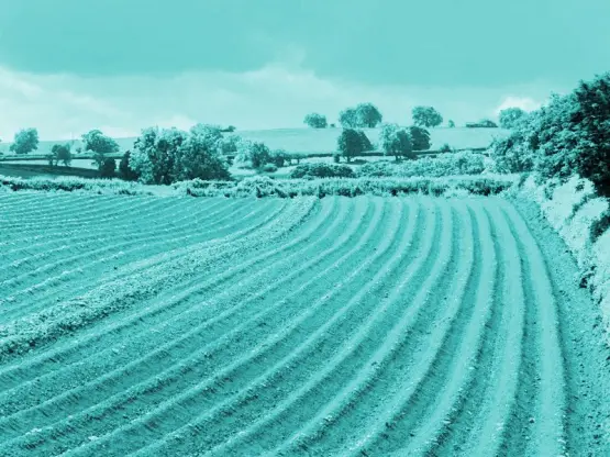 a ploughed field