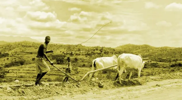 men plough fields with animals