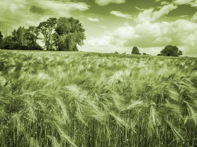 a field of crops
