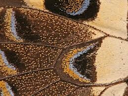 Source: Google.com (licensable)