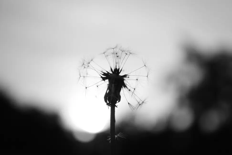 dandelion