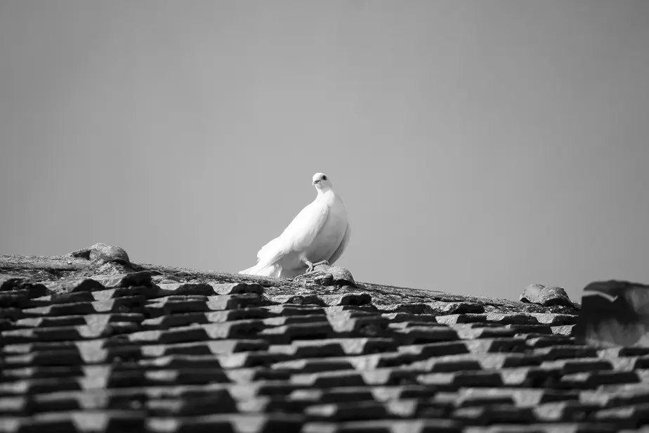 Pigeon