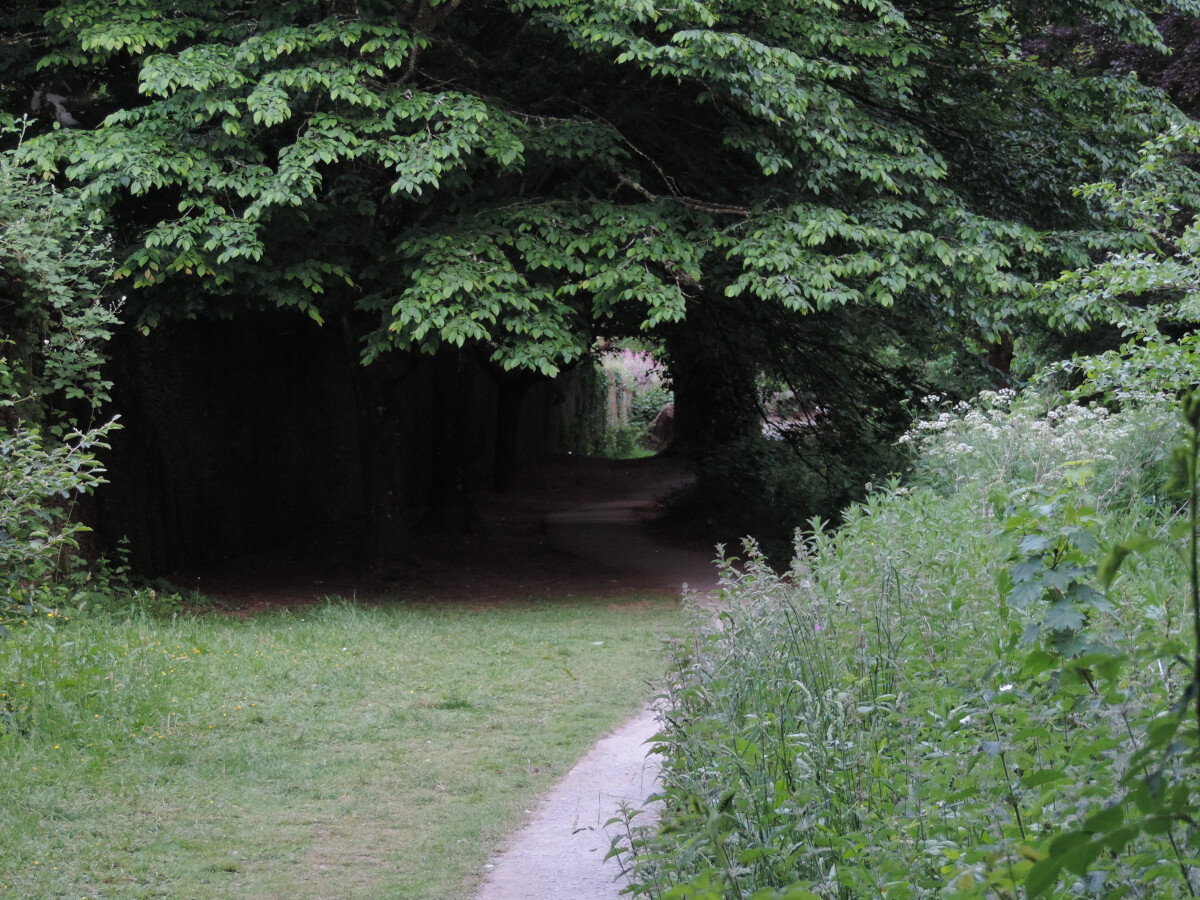 Woods