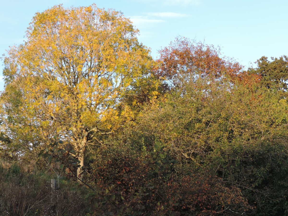 Trees