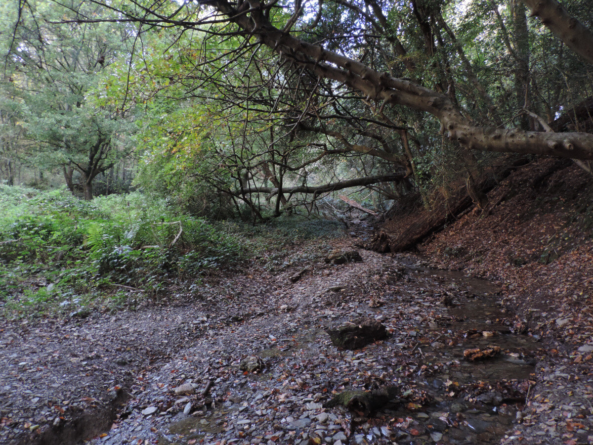 Stream