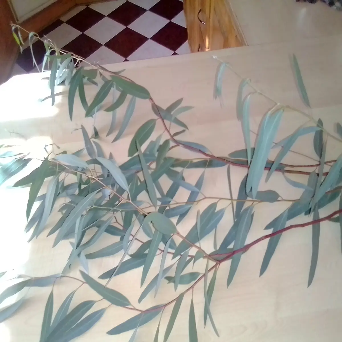 Eucalyptus leaves display, Author's own images