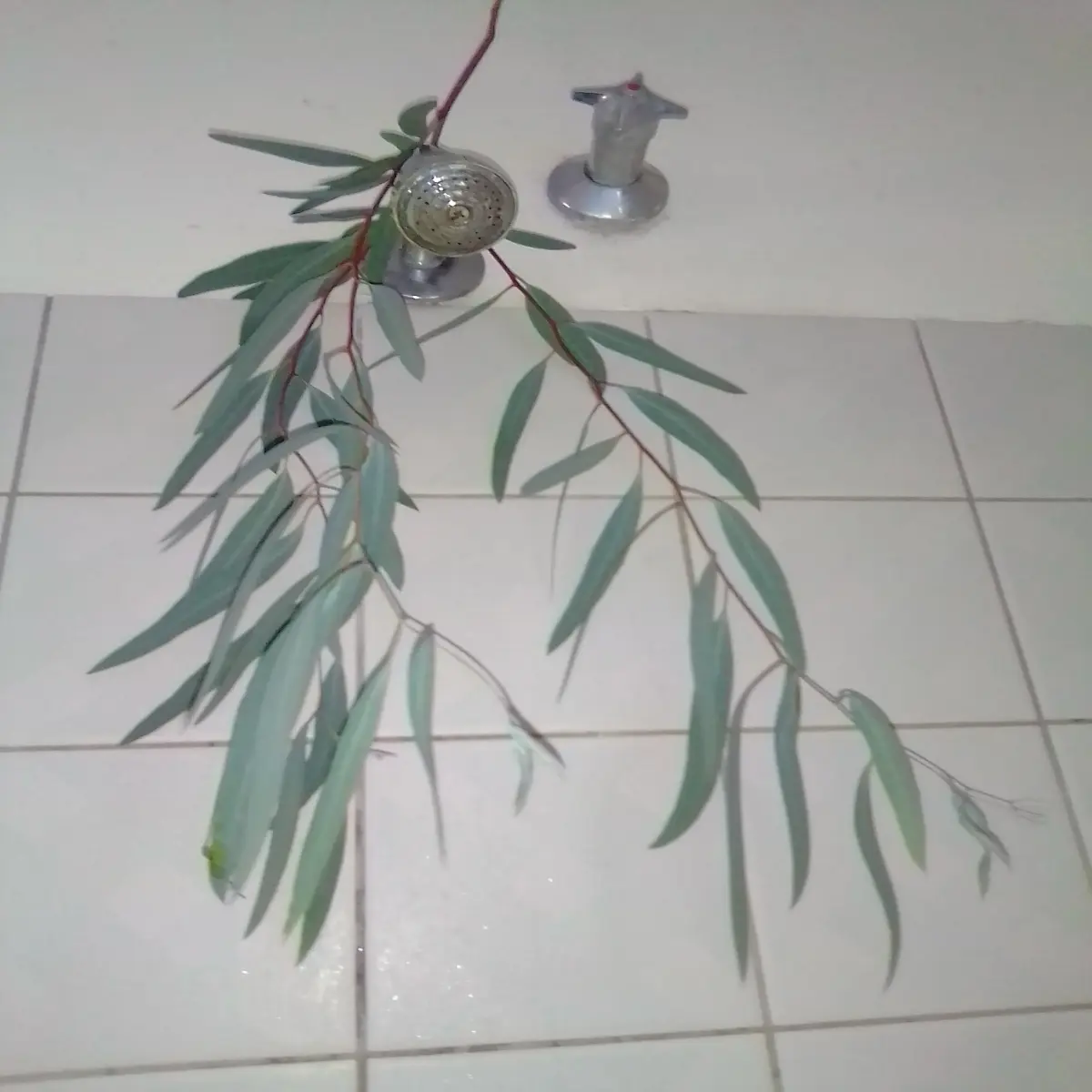 Eucalyptus shower leaves display, author's own image
