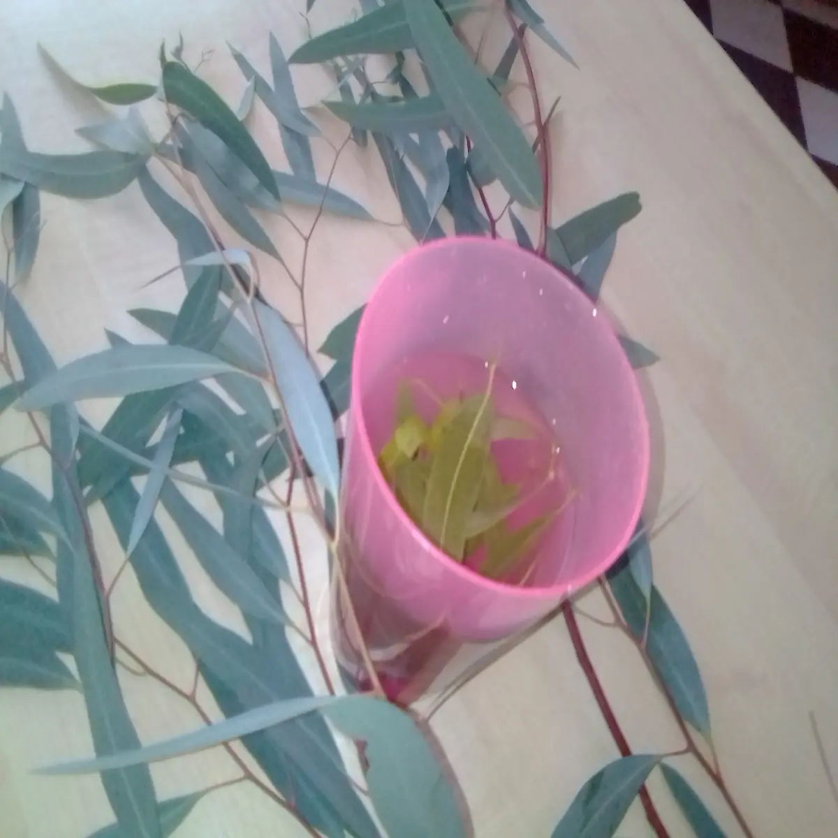 Eucalyptus leaves in boiled water for steaming purposes. Author's own image