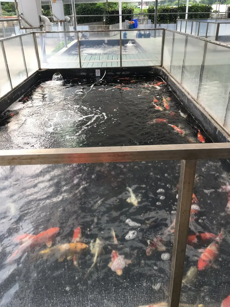 Zhongshan, China. Fish farm.