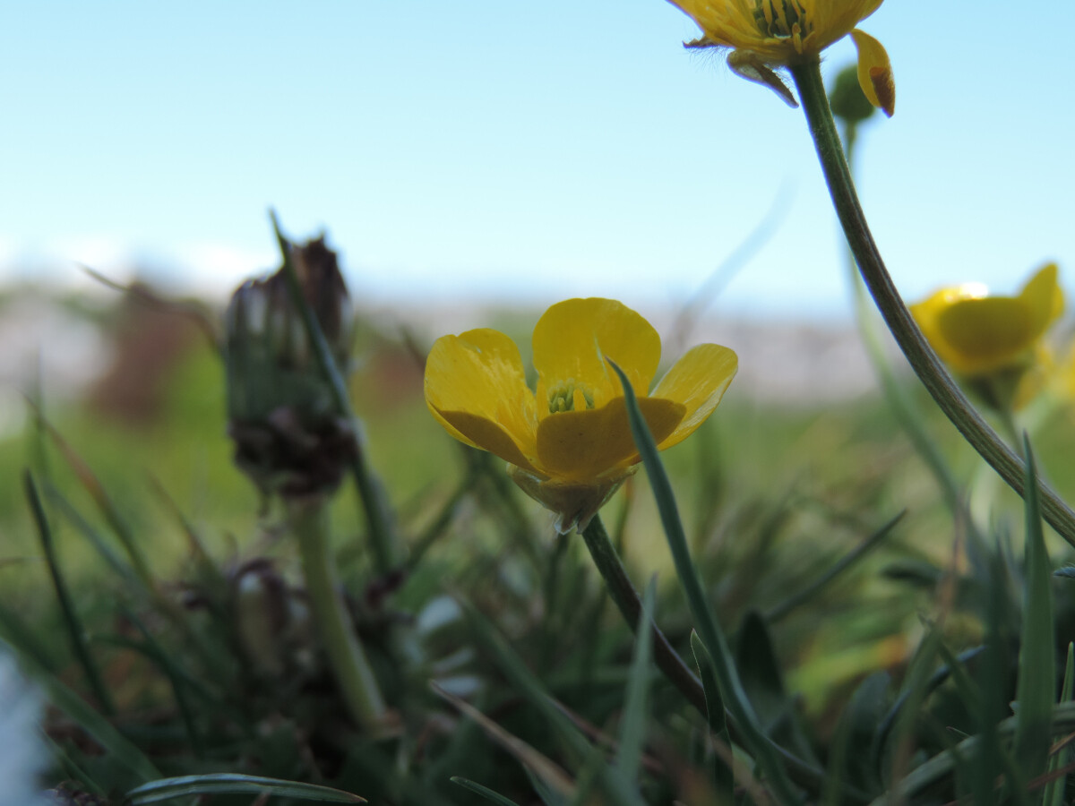 Buttercup