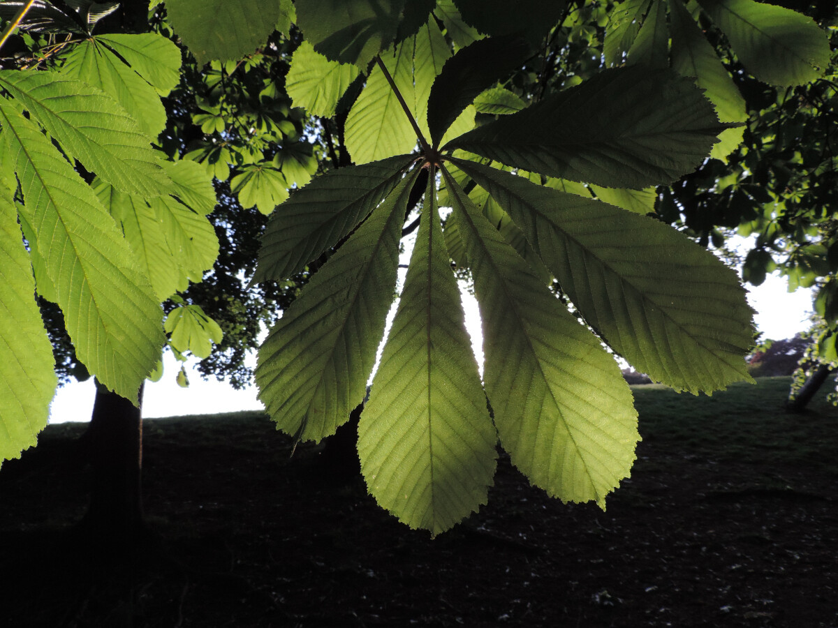 Horse Chestnut