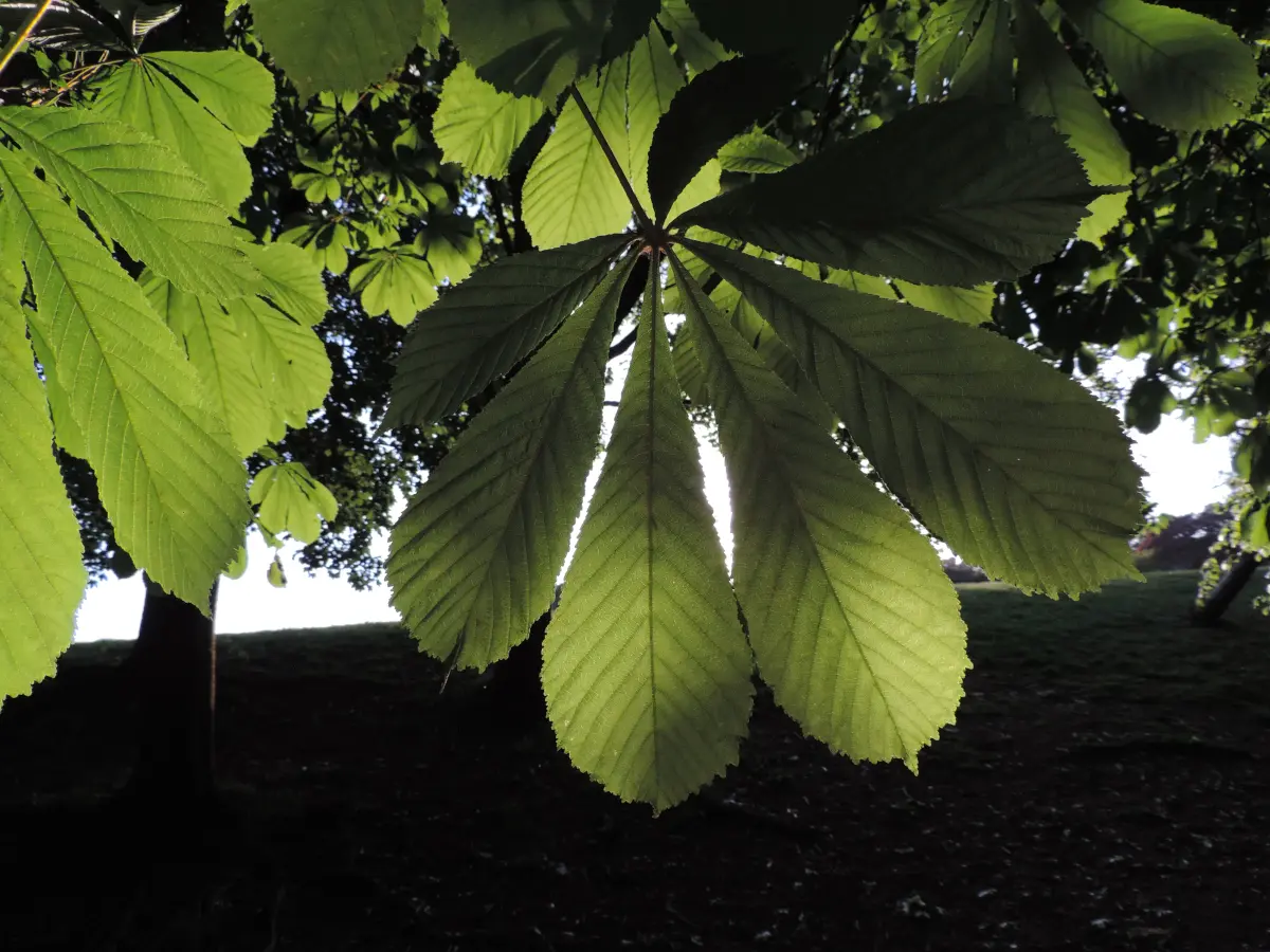 Horse Chestnut
