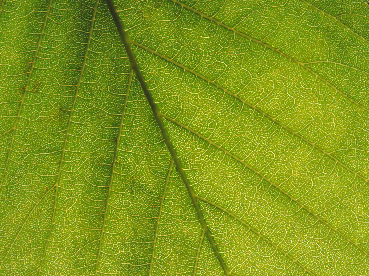Horse Chestnut Leaf