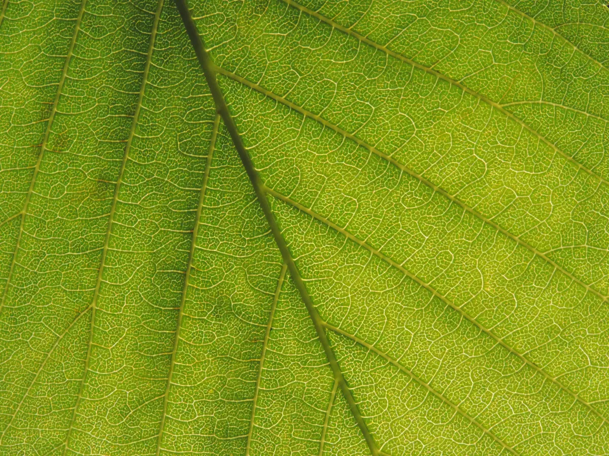 Horse Chestnut Leaf