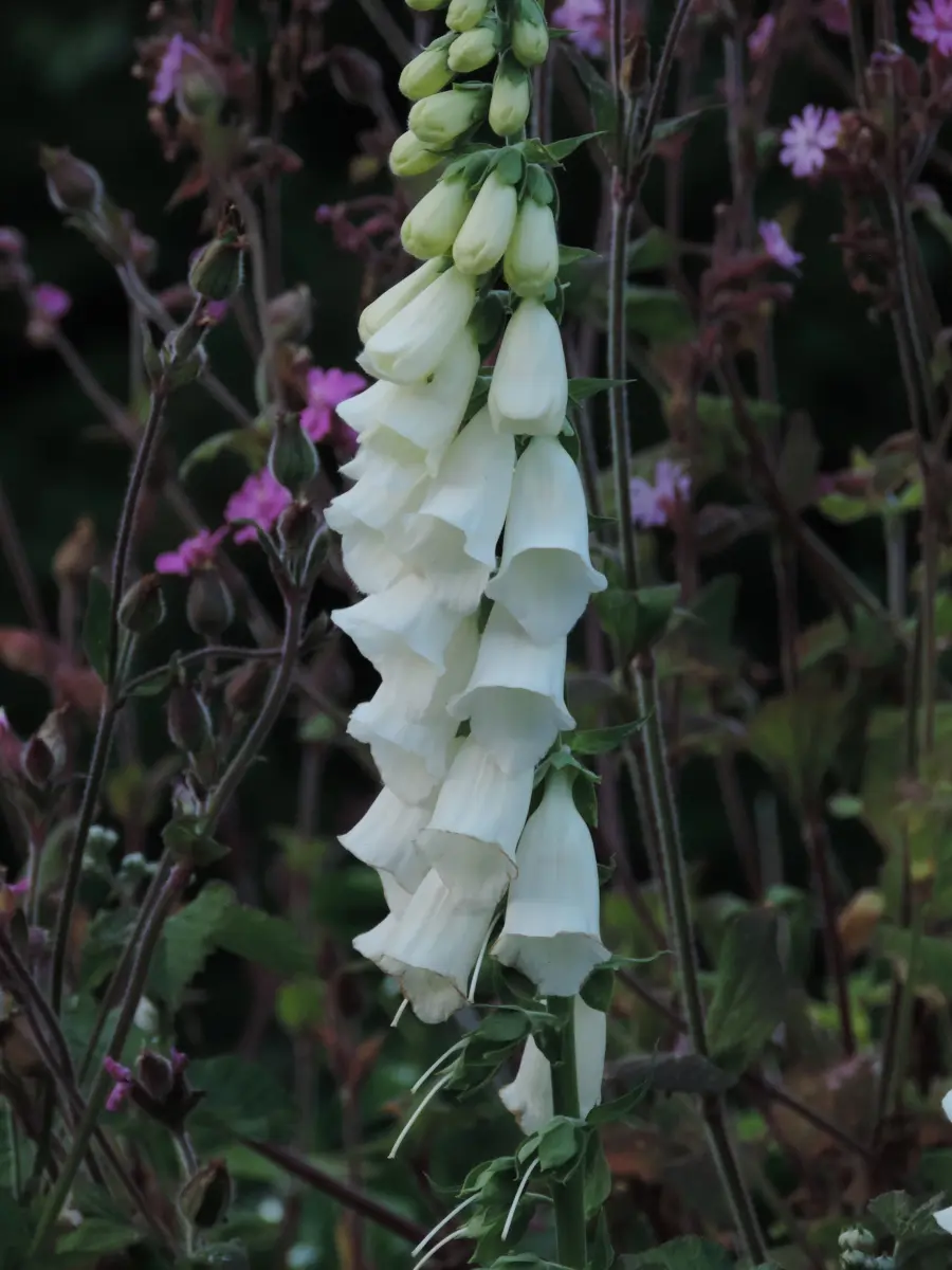 Foxglove