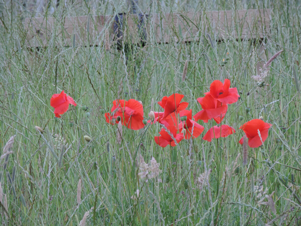 Poppies
