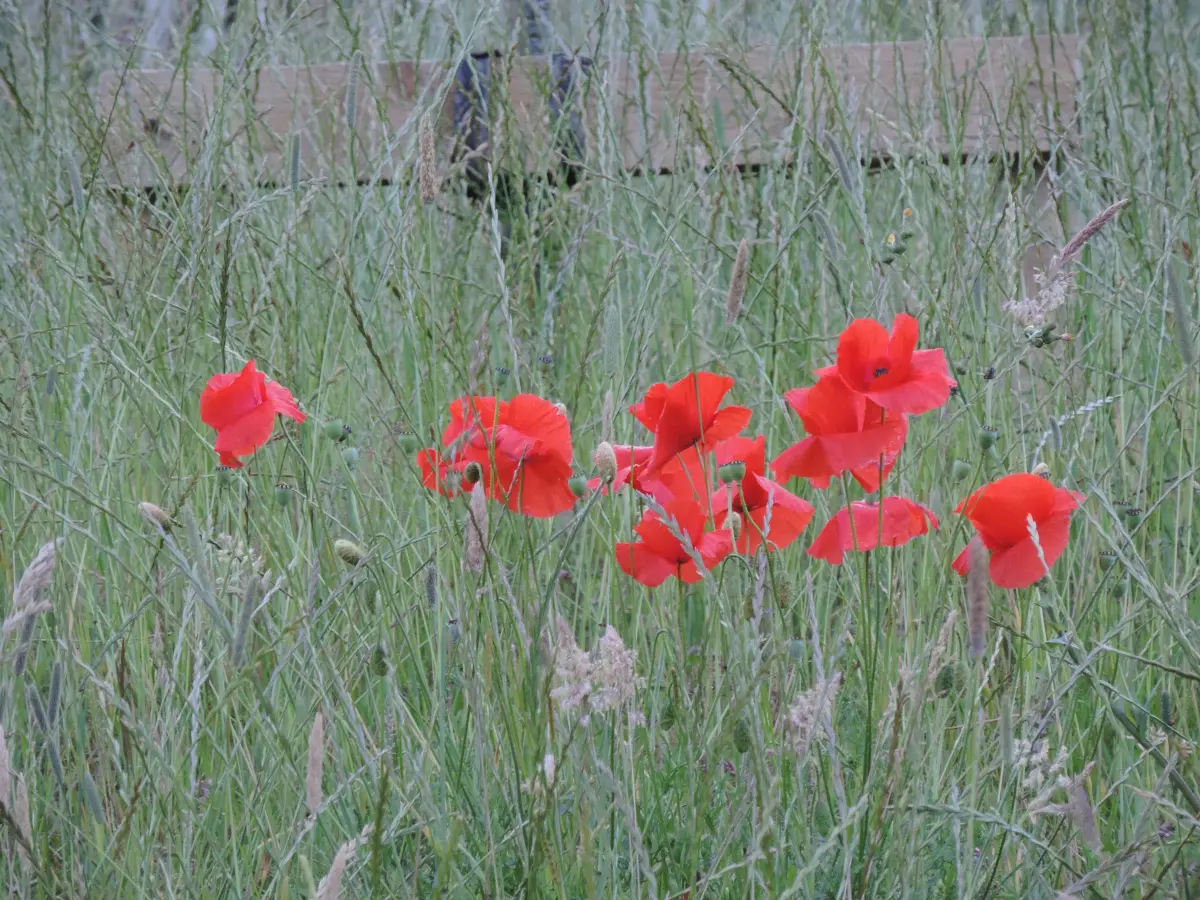 Poppies