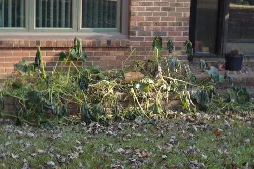 Pumpkin vine after hard frost