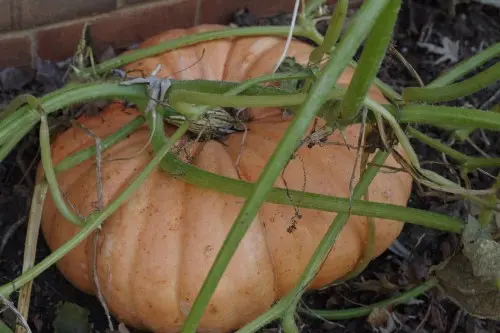 Mature pumpkin