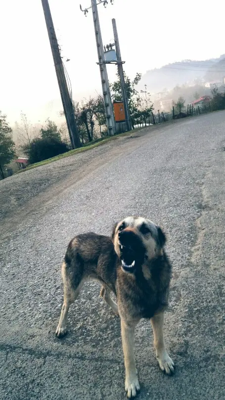 Why Poor Stray Animals Always End-up Suffering?
