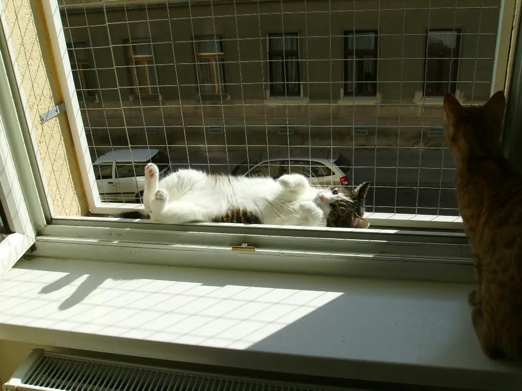 Merlin beim sonnen