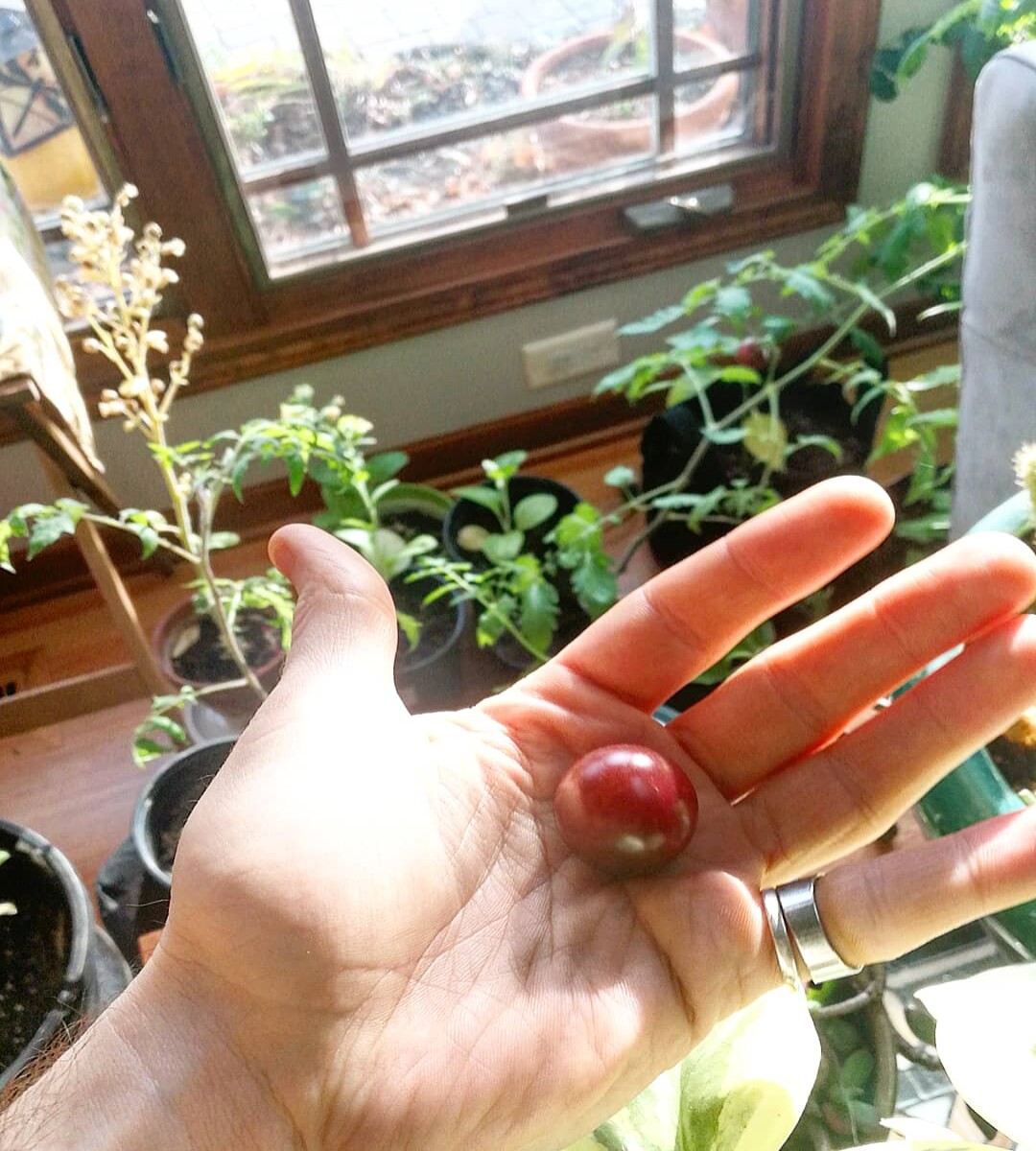 Actually the most delicious tomatoes ever