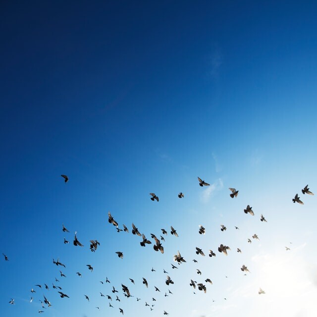 birds