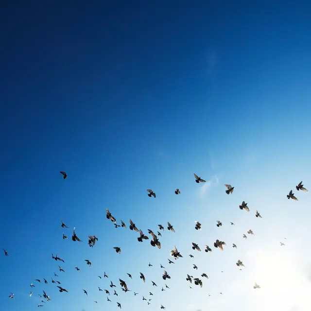 birds