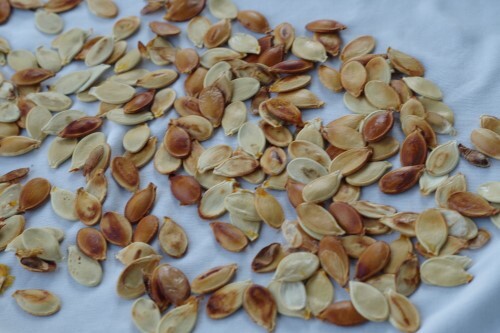 Roasted pumpkin seeds