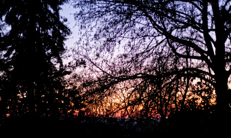some branches