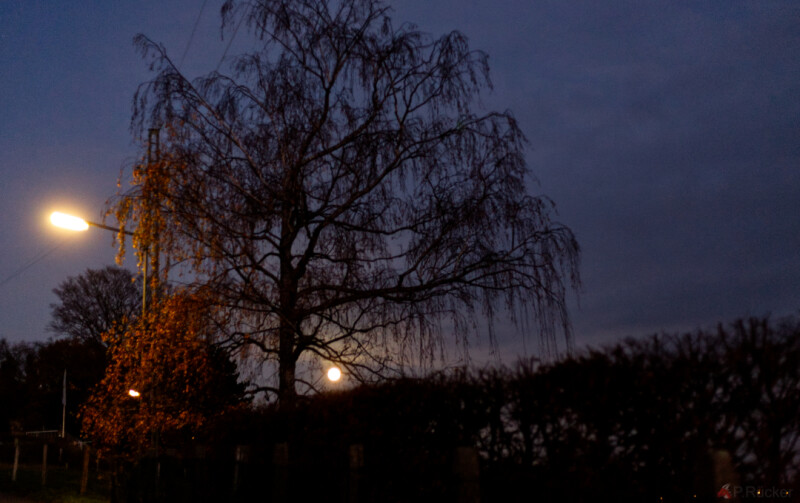 a tree