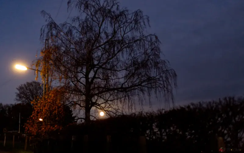 a tree