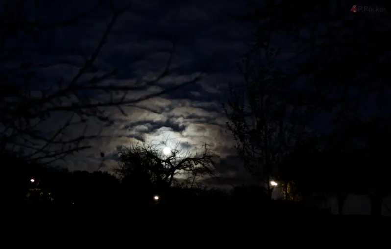 moon and tree