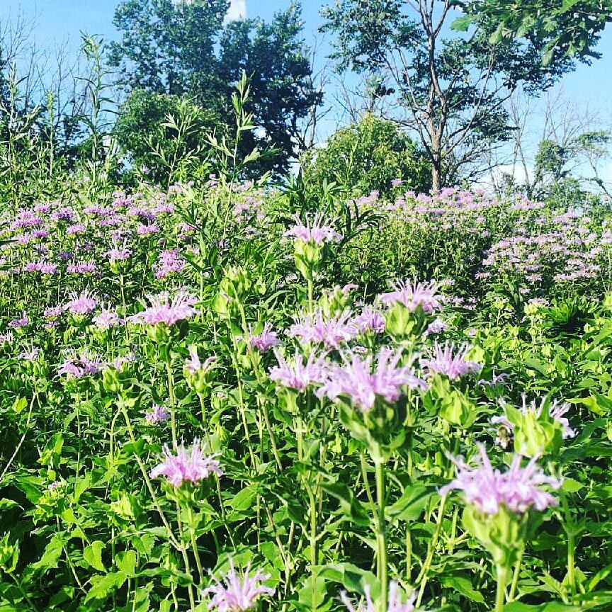 bee balm