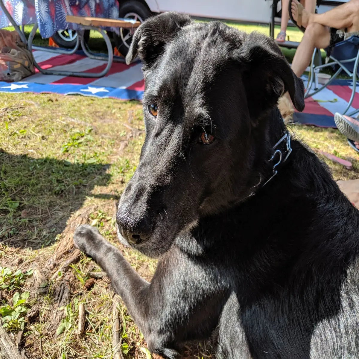 jovi