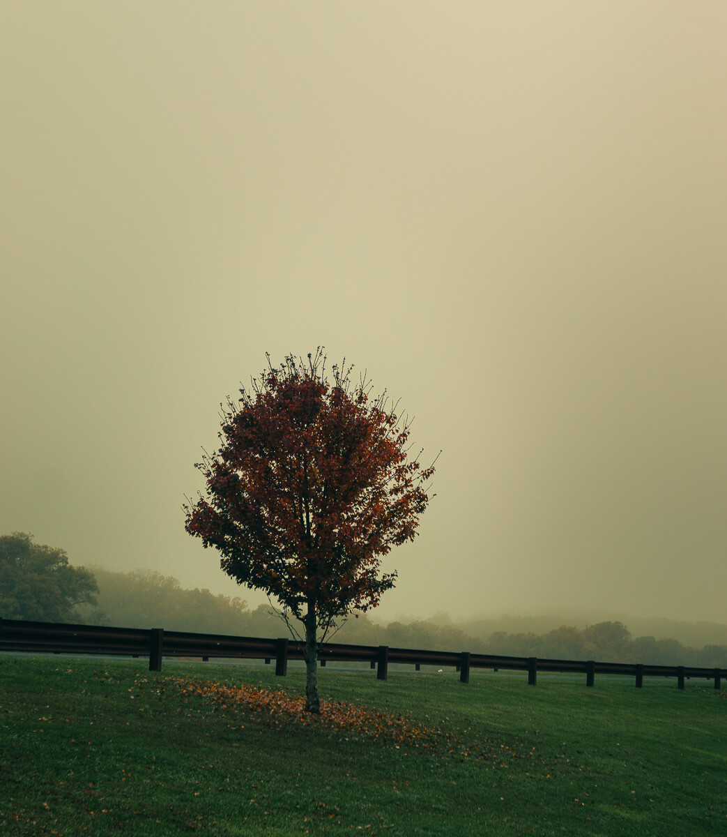 lonely tree