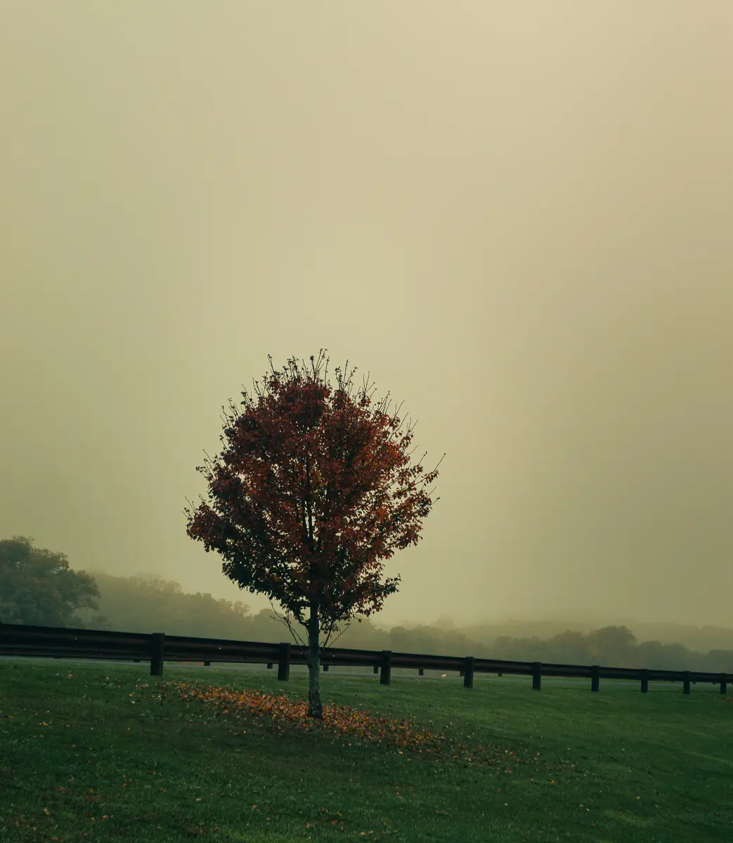 lonely tree