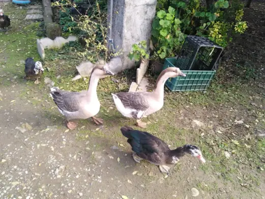 Photography of Nature, garden, Real Life story